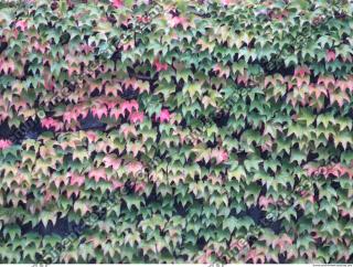 Photo Texture of Leaves Ivy 0002